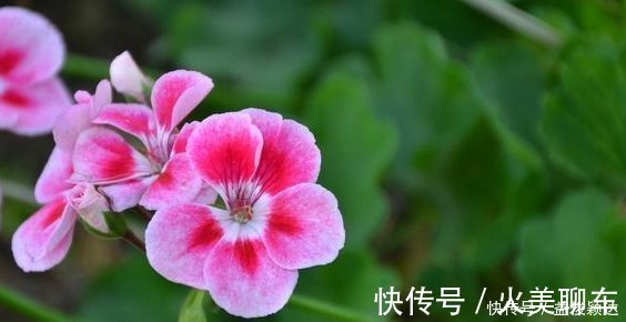 养花|喜欢养花，就养这4种花，剪得越”狠“长得越多，香气”飘满屋“