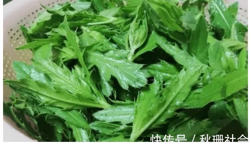 野菜|86岁老婆婆告诉我,刺儿菜用水煮一煮,想不到这么厉害,望你重视