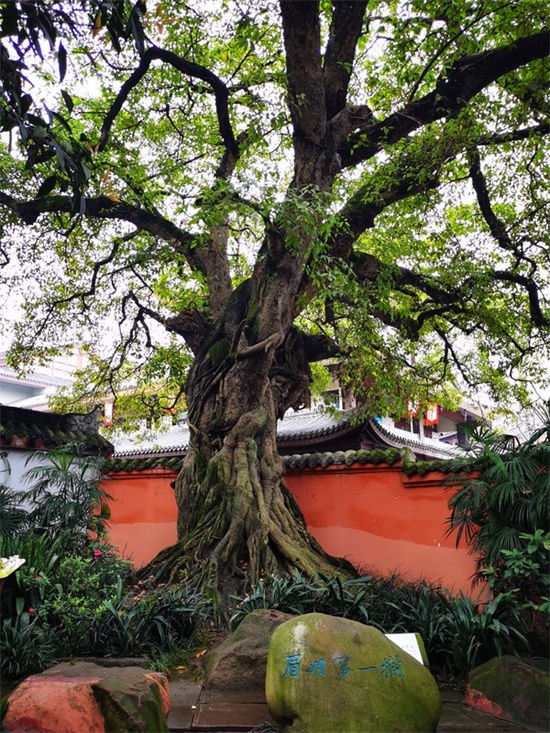 苏子|走进三苏祠 细说千年古树