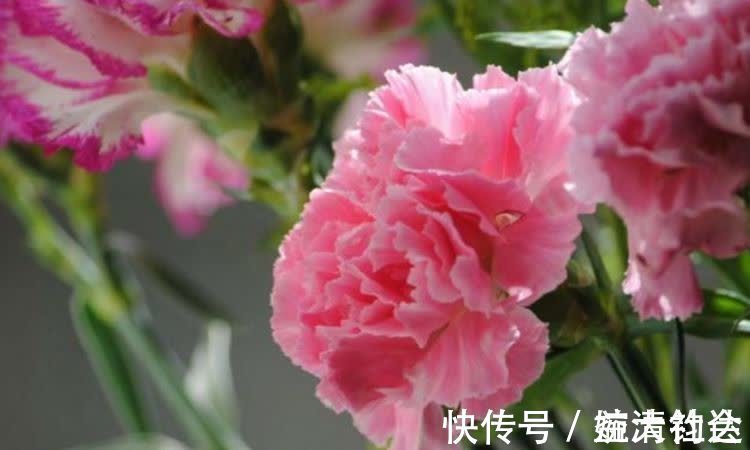 科德娜|3种花近乎完美,超级漂亮,开花勤快,好养易管理,室内盆栽也可以