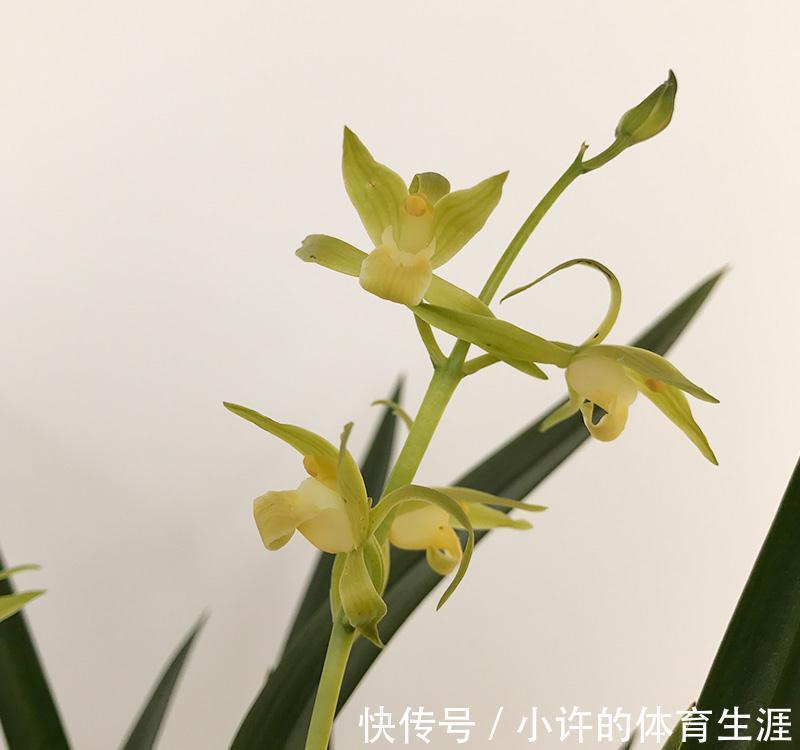 养护春蕙兰，此几点做不到，小心消苞千万注意