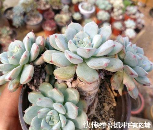 光照|多肉出现“三情况”，千万别暴晒，不然黑腐又化水，新手谨记