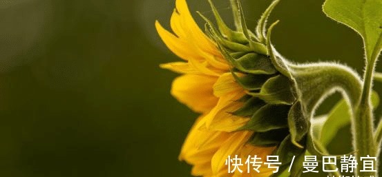 命局|8月末，花开遍地，鸳鸯纠缠，痴迷旧爱，携手重来，余生不再离开