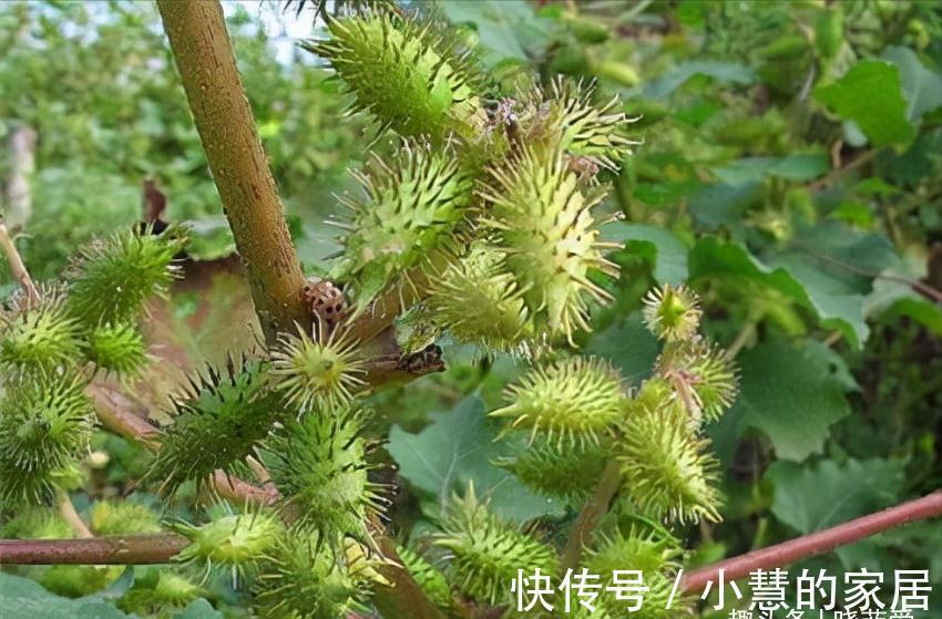 “美丽有毒”的植物，快来认识11种“毒花毒果”，不吃亏不上当