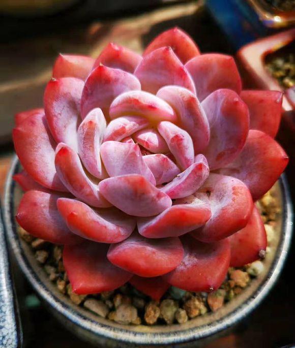 花盆里有小白虫咋处理 花盆里有小白虫咋处理