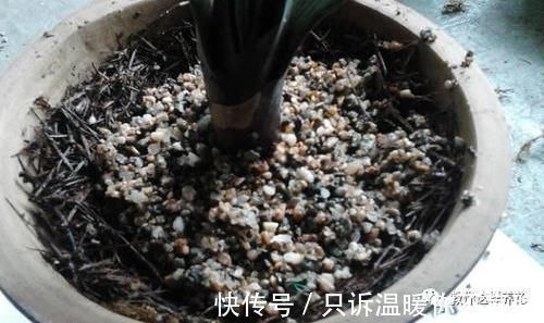 养花技巧:根都烂完了的君子兰,我捡回家,半年后开花了!