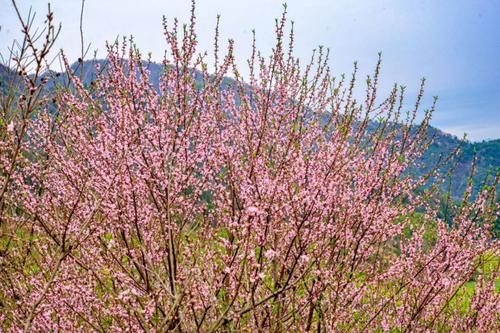 【3月1日 油菜花预告】婺源梯田油菜花马上进入最佳观赏期，万亩花海迎春开放！