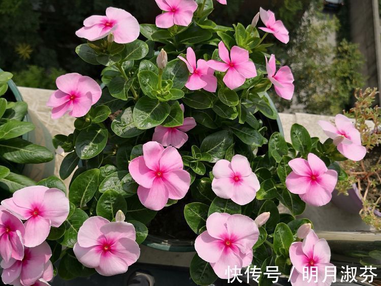 枝繁叶茂|养花就养这款，花开艳丽如火似血，枝繁叶茂，傲骨映寒，美