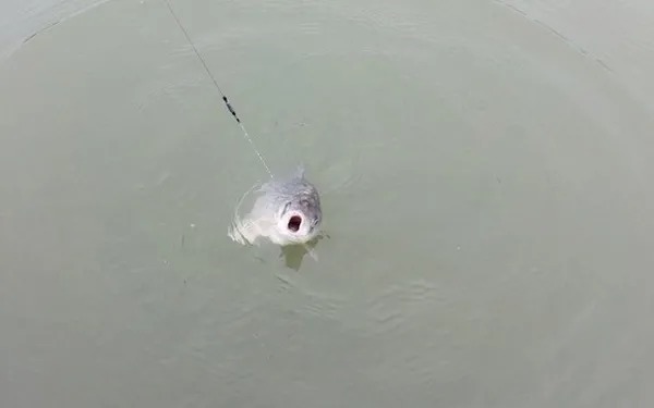 天气一冷,鱼就不咬钩了?按照我这样做,不到一分钟钓一条