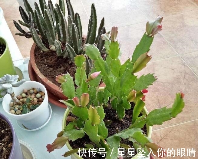 小窍门|蟹爪兰怎么浇水不烂根?教你3个浇水小窍门,烂根后这样处理才对