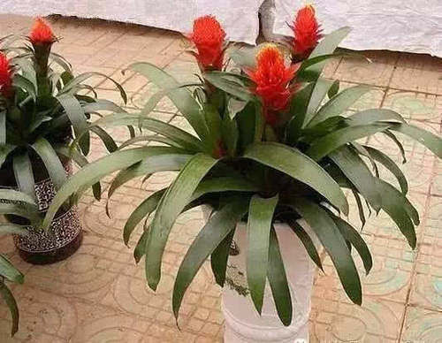 施肥|花盆里撒点小苏打,一年不施肥,花儿叶片浓绿不生虫,后悔才看到