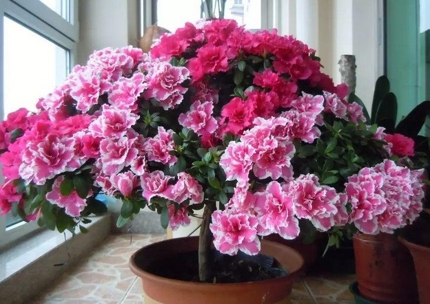 秋冬|杜鹃花总是开完花就落叶枯萎吗做好这4点,年年开爆盆