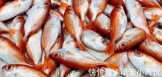 鳜鱼|营养极高的“5种鱼”,由于个小被嫌弃,内行人却常吃