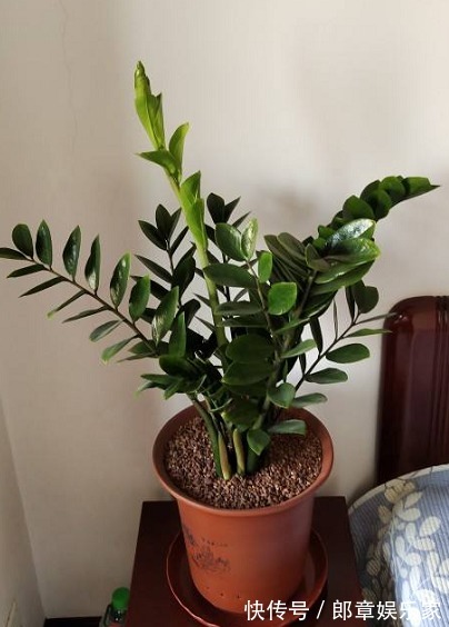 4种“吉利花”,养在客厅最合适,漂亮大气,吉利又顺当