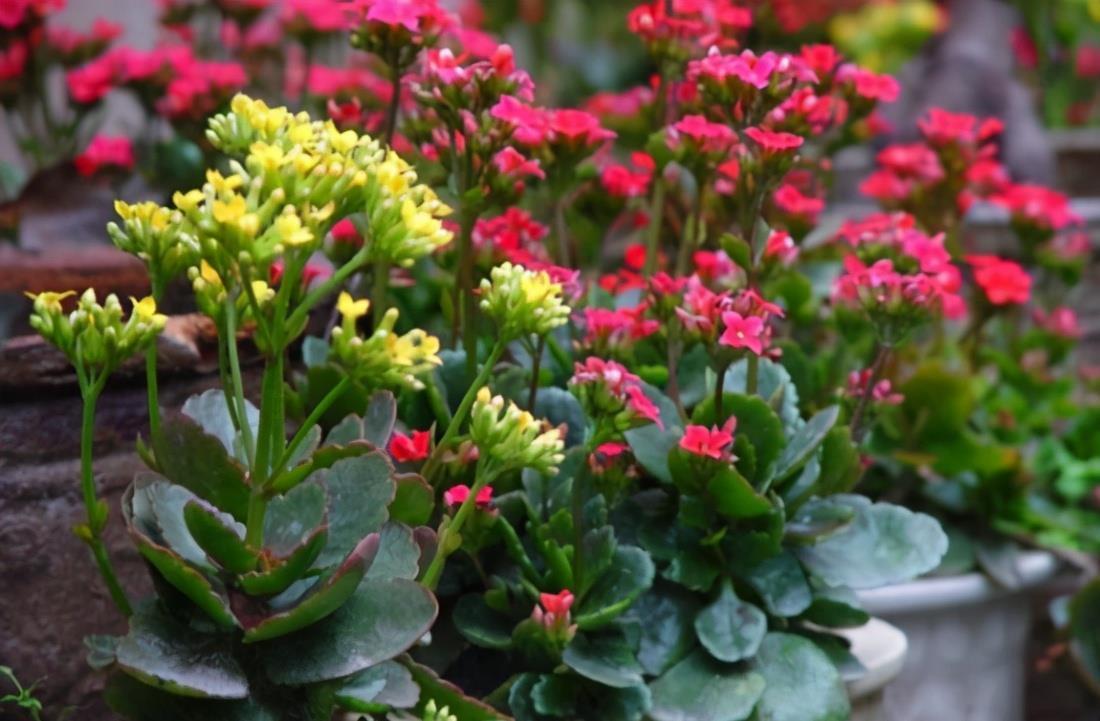 春天|夏天6种花,就是怕太阳,一晒就黄叶,修复不了,太难看