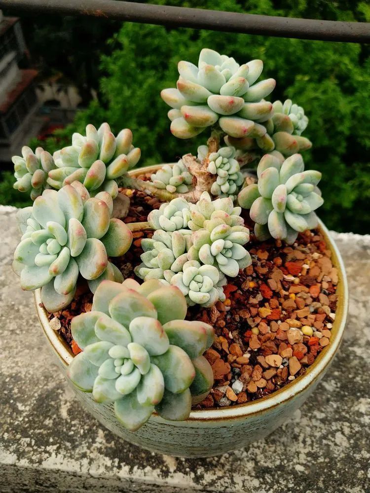 养肉三年，分享养肉经验，谈谈适合逆开挂区的多肉！