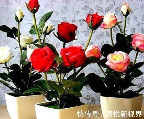 白根|扦插的月季不生根学会此4种“扦插技巧”,生根快好几倍