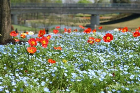 来松江看花海呀！蓝色的、超梦幻