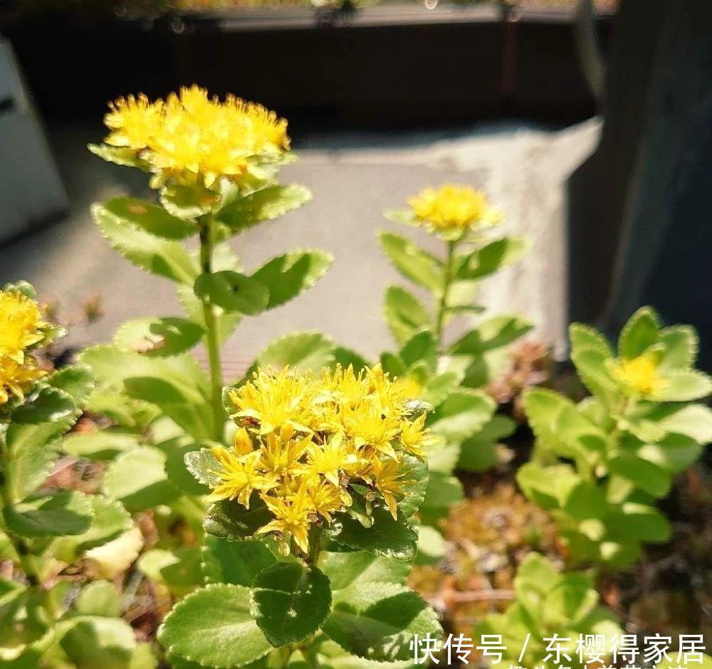 春夏季节开满金黄色花朵的三七景天,很好养的多肉,基本零难度