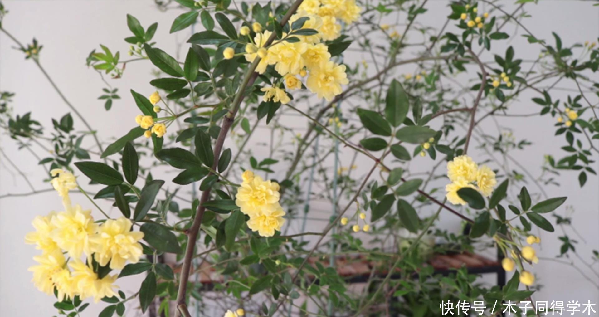 好看又好养的黄木香,花量巨大,养护做好几点,见花不见叶