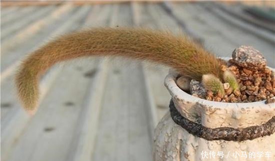 猴尾柱变成“九尾狐”后太美了，听说养好了一盆价值高达两三万哦！