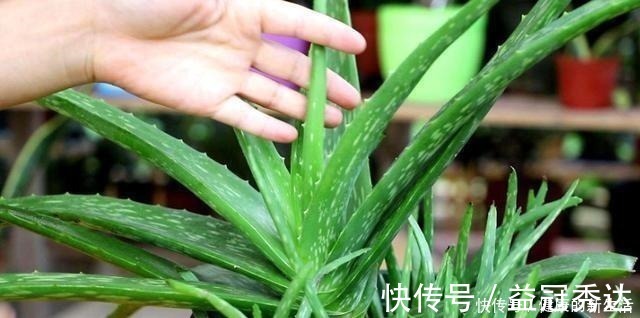 芦荟|芦荟不值钱，养成“老桩”很稀罕，叶子胶质多，越老越值钱！