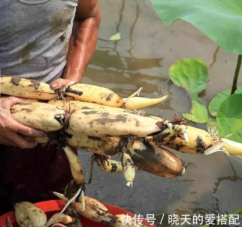 山药|秋天干燥多养生,多吃6种白色食物,少吃寒凉生冷食物,要懂得吃