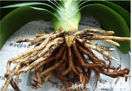 君子兰烂根别扔了,一种水泡一泡,20天满白根,长得更旺