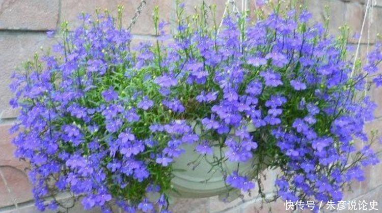 开花|家养几些植物,阳台开出花海,花大色艳,颜值超高的