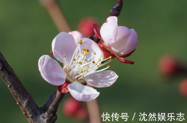 真心朋友|你几月出生，你就是什么花，不同的花各有不同的命运，你是什么命