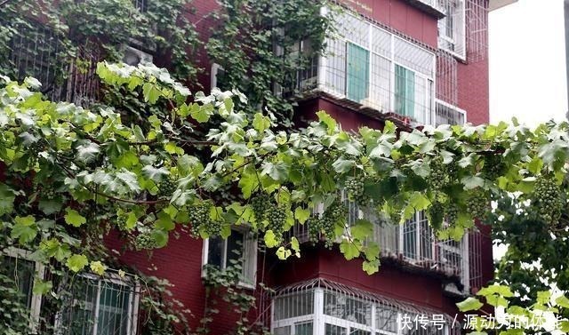 果子|家有小院子，不要错过“3种果树”，寓意好，能观赏，还能摘果子