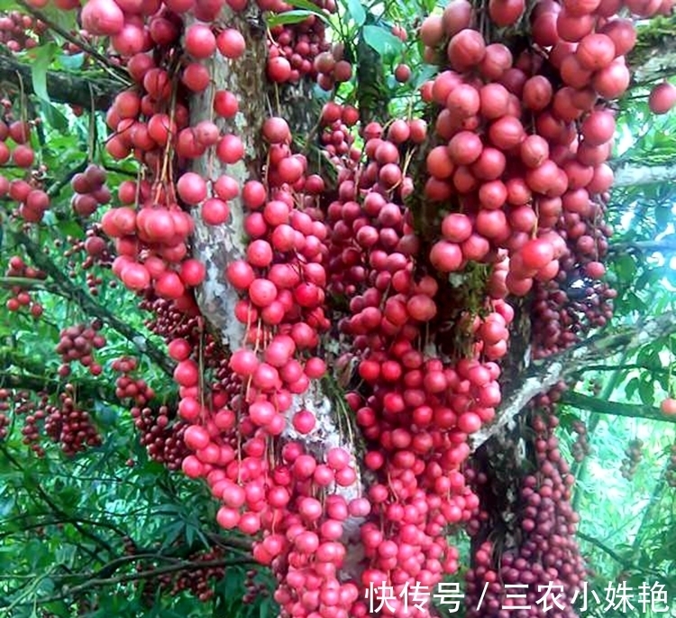 花盆|阳台不要塞一大堆花盆了!学聪明女人种果树,好看又好吃