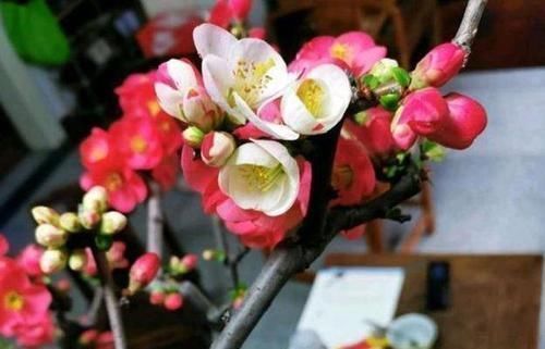 文化艺术|它被称为国艳,花色艳丽却无花香,为我国独有,颜色艳丽