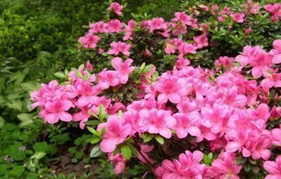 3种木质花卉，开花漂亮花期超长，越养越漂亮，是盆栽佳品！