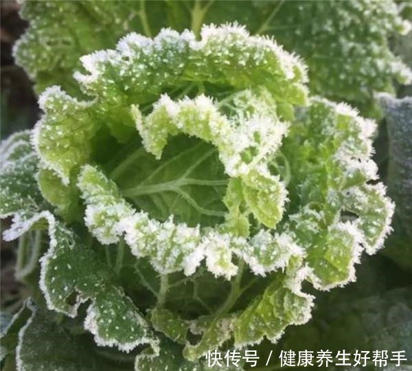 霜打过的菜为何甜这4种菜不怕冻,别错过最后一种,越冷越好吃