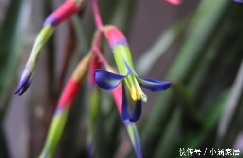  颜值|它是凤梨科中最好看的花，颜值高花量丰富，名叫垂花水塔花