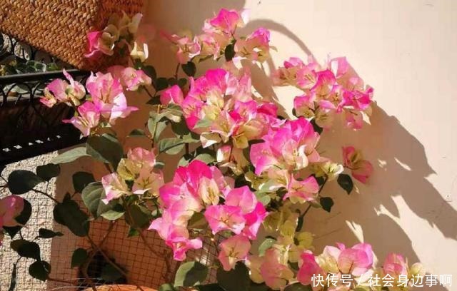 盘点我淘汰的各种花,当初花钱买了,后来含泪放弃……!