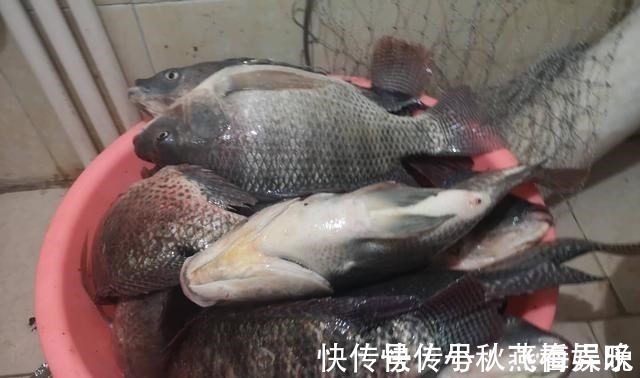 玉米|浅谈双钩的饵料搭配,科学搭配可提高钓鱼效率