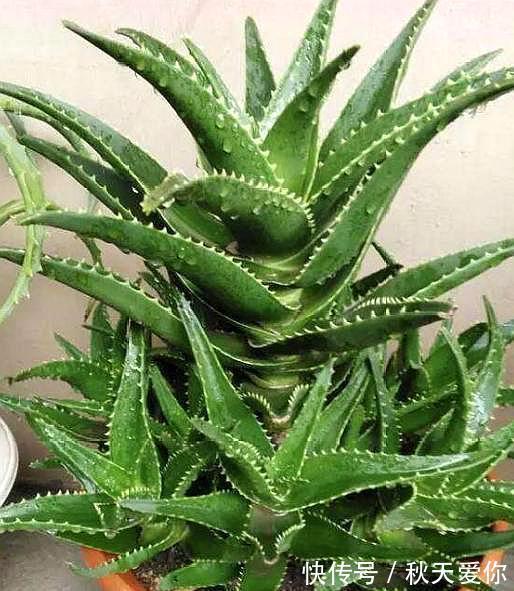 室内养芦荟，满足它2个“爱好”，叶片肥厚，新芽冒不停，挤爆盆