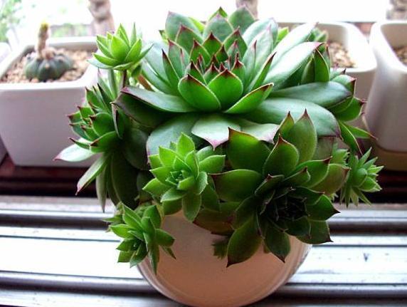 高温天气养观音莲，3个小技巧，侧芽不断长，1个月就爆满盆