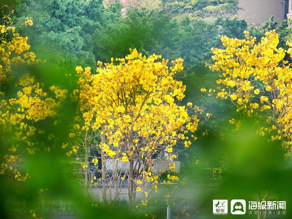 广州：迎春来黄花风铃争相怒放