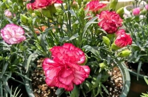  盆栽|到了冬季就盆栽这7样花卉，耐寒能力强，开花美丽又喜庆