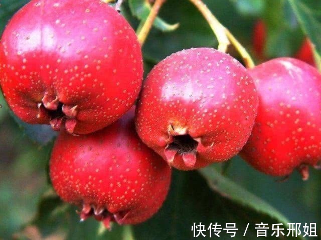 水果界|山楂和此物泡着喝,消脂排毒,降压补血,给身体来个大扫除!