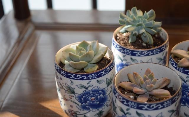 半阴或者|养这5种多肉,别总让晒太阳,晒的越多损失越大