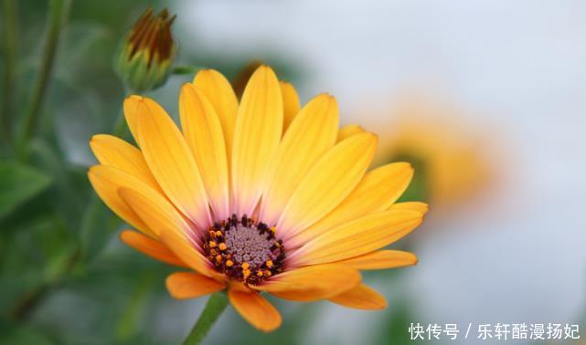 对方|十二星座女倒追谁成功率比较大狮子倒追摩羯,顺利点燃爱情火花