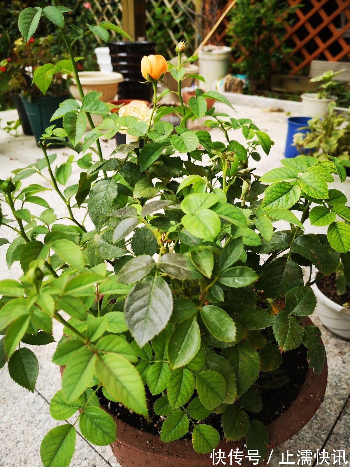 为啥你换盆后花草都蔫了这几件事没做好，分分钟叶子掉光变秃头