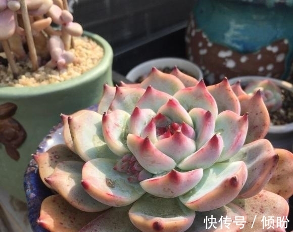 颗粒土养多肉,能养出好状态?小白最容易吃亏,状态跟土没关系