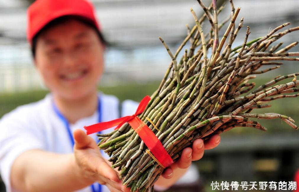 紫苏|这6种植物是生活的好帮手，家里养一盆，好看好养还可备不时之需