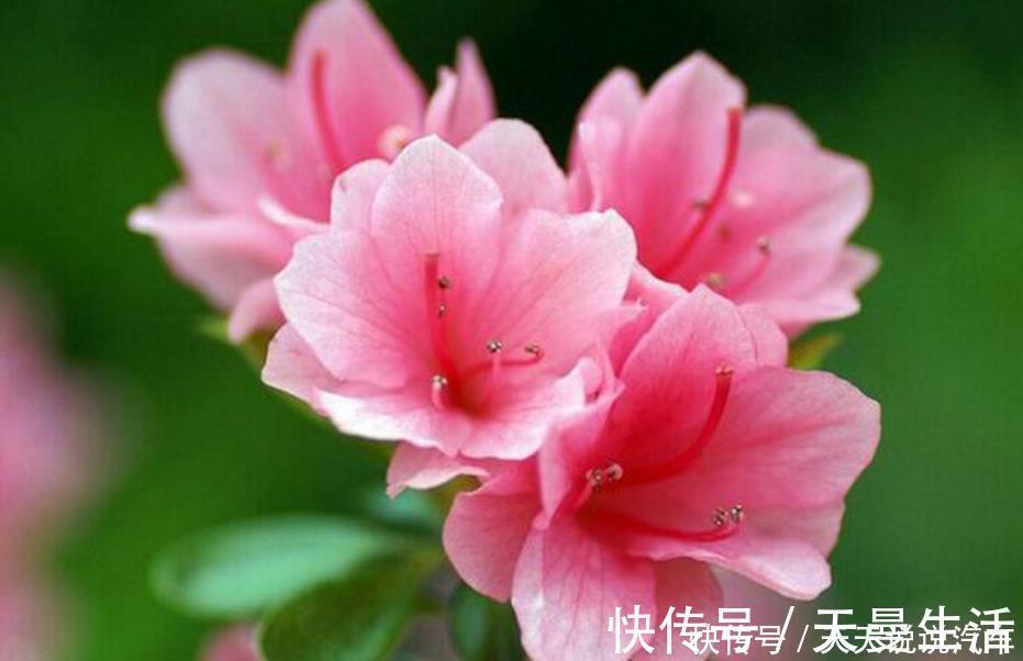 超漂亮的3种花,长势好、花色艳,高端大气上档次