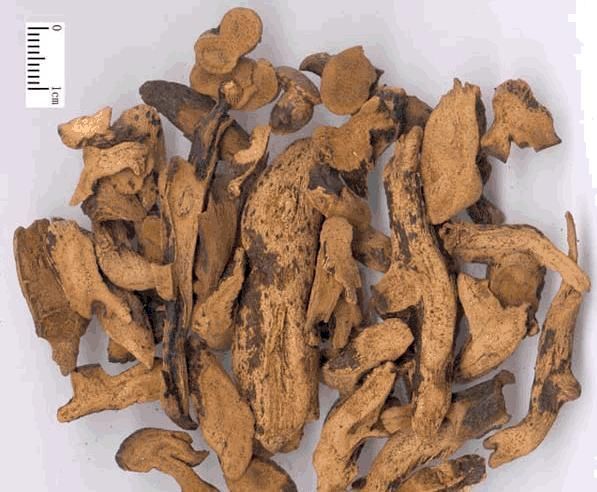 腰痛|骨碎补，名字即功效，用于肾阳亏虚所致腰痛，耳鸣耳聋，牙痛久泻